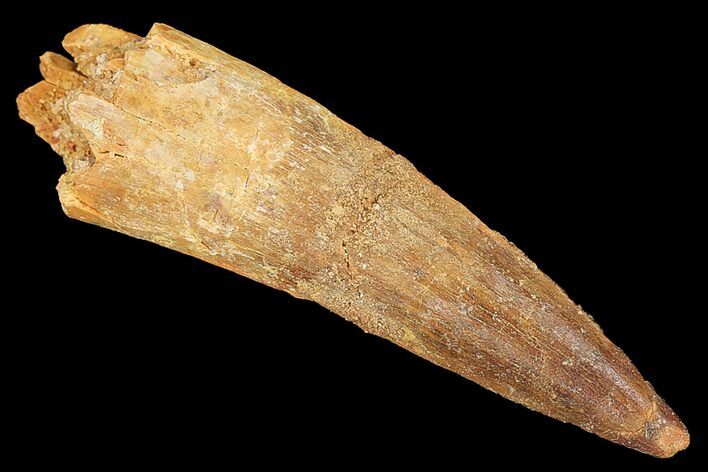Real Spinosaurus Tooth - Nice Tip #134495